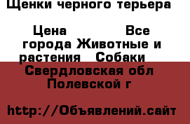 Щенки черного терьера › Цена ­ 35 000 - Все города Животные и растения » Собаки   . Свердловская обл.,Полевской г.